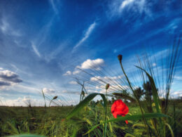 early_summer
