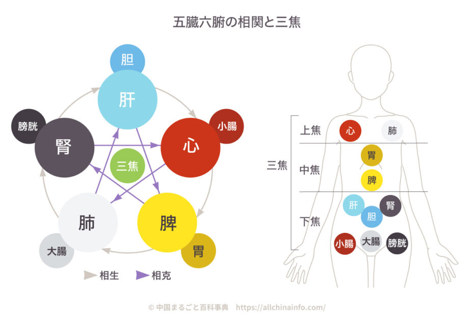 五臓六腑の相関と三焦