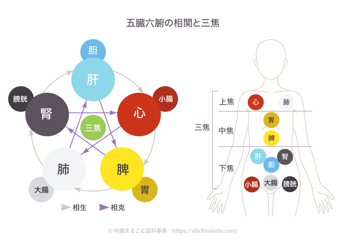 五臓六腑の相関と三焦